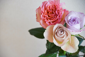 ピンクと紫のばら