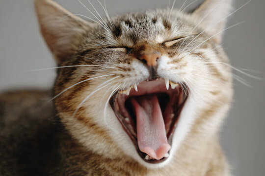 a cat yawns while sitting on a table