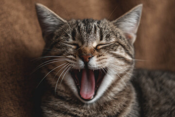 Obraz premium a cat yawns while sitting on a couch