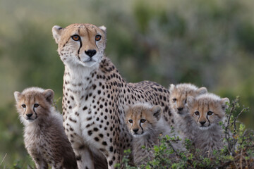 a cheetah family standing in the grass