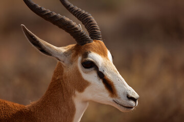 a gazelle with large horns standing in a field