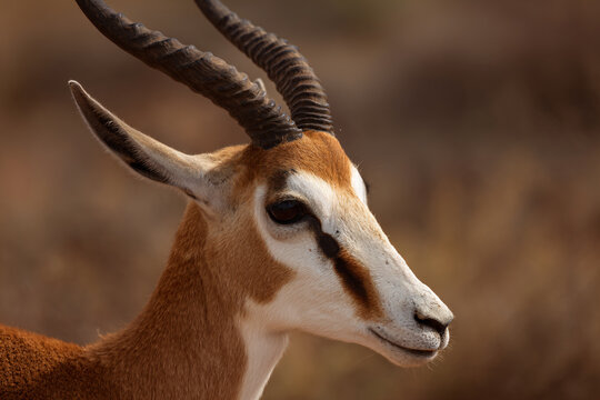a gazelle with large horns standing in a field