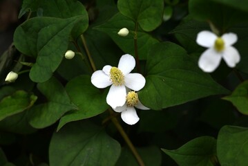 Fish mint flowers. In early summer, it produces four white bracts and a raceme of small flowers. It grows in the shade, has a unique odor, and is used as a herbal medicine.