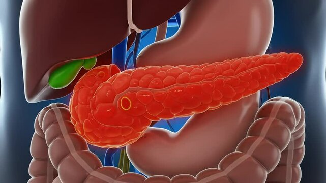 Anatomical illustration of human digestive organs.