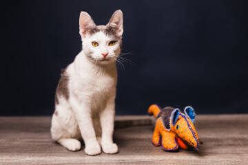 gatito bicolor con juguete de peluche