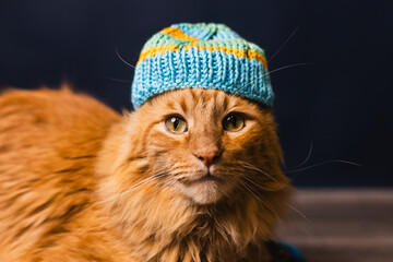 gato naranja con gorro tejido