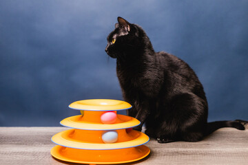 perfil de gato negro