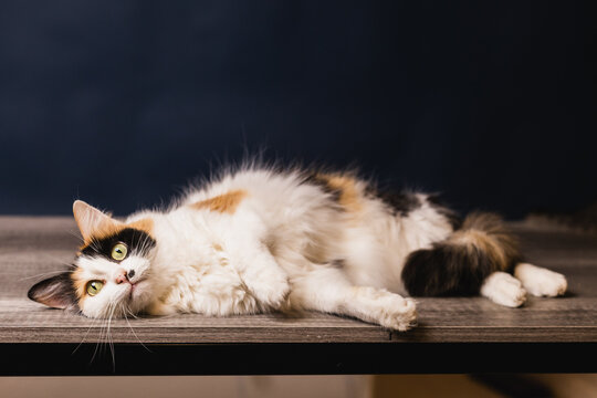 gato tricolor acostado
