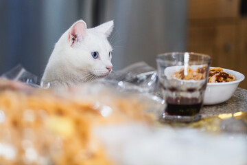 gato blanco observa comida