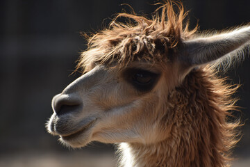 Fototapeta premium a close up of a llama with a blurry background