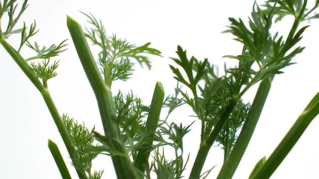 Fresh Herbs Dill Close Up Green Herbaceous Plant Food Ingredient Culinary