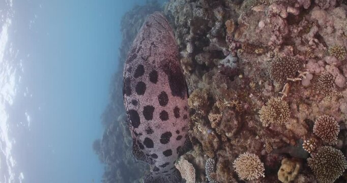 Potato cod close up, scuba diving underwater great barrier reef, australia