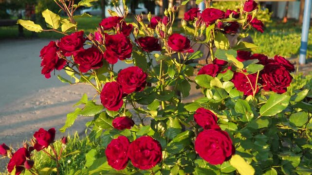 Delicate red roses thrive in a lush garden, soaking up the warm sunlight of early summer. Vibrant colors add life and charm to the surroundings, inviting admiration and peace. Evening, golden hour.