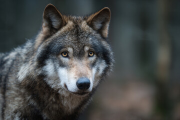 Fototapeta premium a wolf is staring at the camera