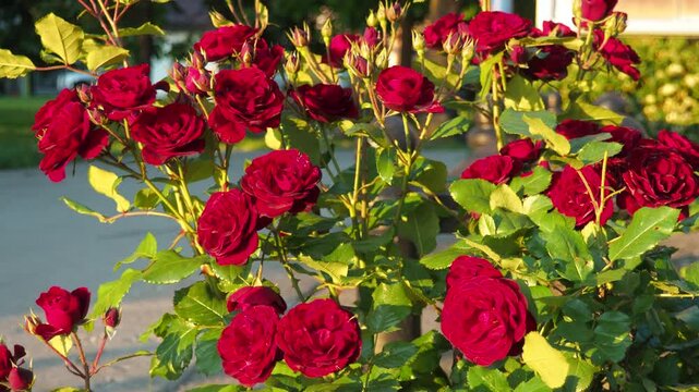 Delicate red roses thrive in a lush garden, soaking up the warm sunlight of early summer. Vibrant colors add life and charm to the surroundings, inviting admiration and peace. Evening, golden hour.