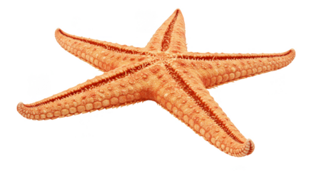 Isolated Photo Of Starfish With Orange Color on Transparent Background