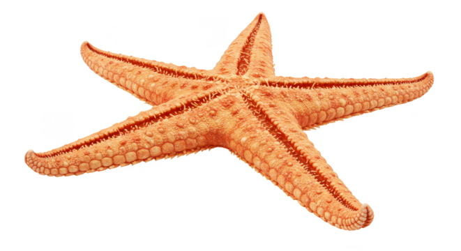 Isolated Photo Of Starfish With Orange Color on Transparent Background