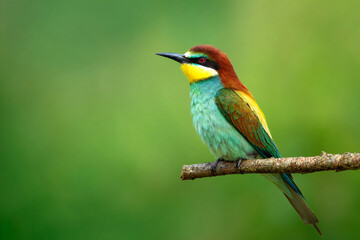 Fototapeta premium a colorful bird sitting on a branch in the wild