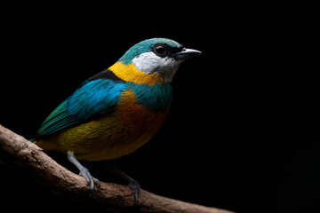 Fototapeta premium a colorful bird sitting on a branch of a tree