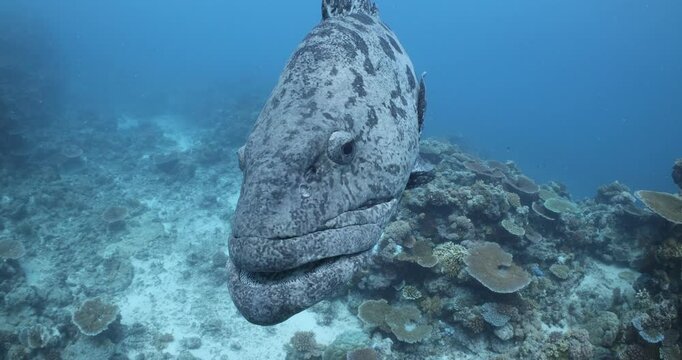 Potato cod close up, scuba diving underwater great barrier reef, australia