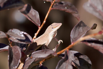 Anole on tree with water droplets