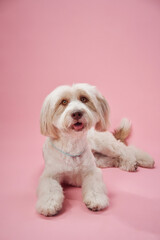 A small white dog sits calmly on a pink studio backdrop, its soft fur and composed demeanor highlighted by gentle lighting. The minimalistic composition creates a tranquil and friendly atmosphere.