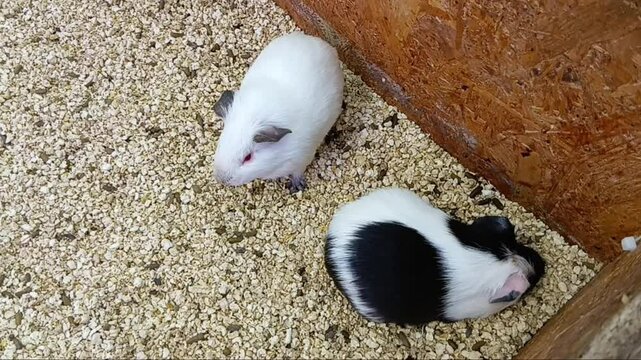 Guinea Pigs for Showing at The Shopping Mall