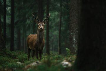 a deer standing in a forest with trees