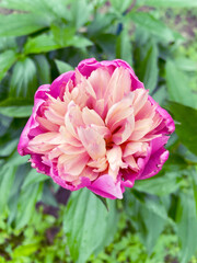 The Stunning and Beautiful Blooming Peony Flower Showcasing Vibrant and Rich Colors