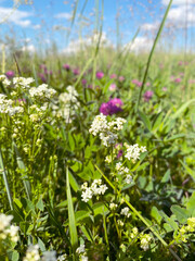 Vibrant Wildflowers Flourishing in a Beautiful, Bright Sunny Field Beneath Expansive Blue Skies