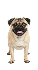 Fototapeta premium Isolated Portrait Of Happy Smiling Pug Dog On Transparent Background