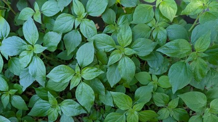 Green leaves background