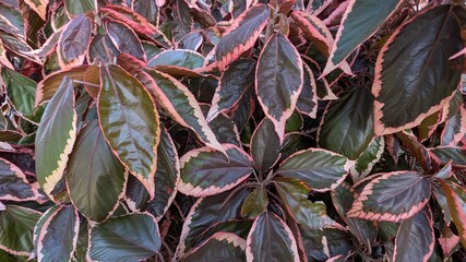 Colorful leaves