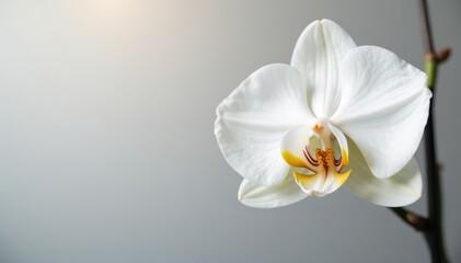 Delicate white orchid blossom, pristine background, white background, macro, orchid