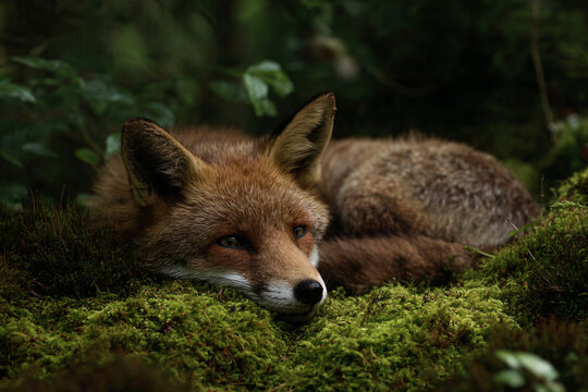 a fox laying on a moss covered ground