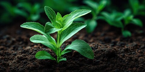 Close-Up of Young Stevia Plant Growing in Rich Soil with Fresh New Leaves