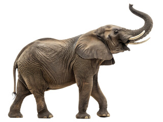 Obraz premium Isolated african elephant with trunk raised and tusks showing on transparent background for design use 