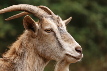 a goat with long horns standing in front of a forest