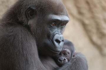 a gorilla holding a baby gorilla in its arms