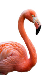Obraz premium Isolated Transparent Background of Pink Flamingo Bird Tropical Wildlife