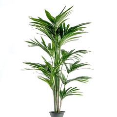 Fototapeta premium Vibrant green potted palm plant with large lush fronds in a simple black container perfect for home decor and tropical interior design styles