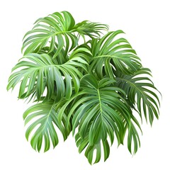 Vibrant green monstera deliciosa plant with large glossy split leaves ideal for interior decor and tropical themed designs in home and office environments