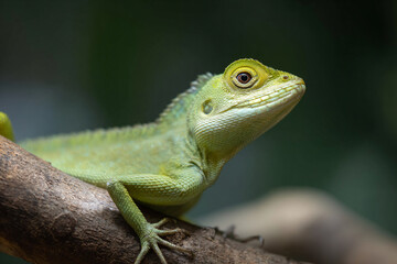 a green lizard sitting on a branch of a tree