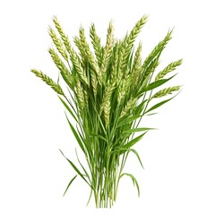 Fototapeta premium Fresh green wheat bunch close-up with detailed grains and vibrant foliage isolated on white background for agricultural, farming, and crop growth themes