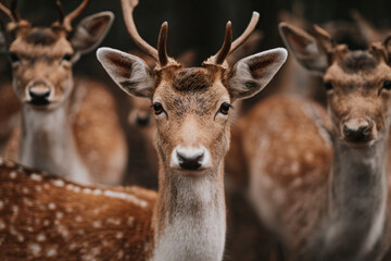 Fototapeta premium a group of deer standing next to each other