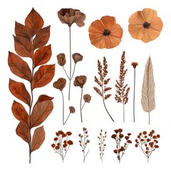 Collection of dried autumn leaves flowers and seed pods including large brown leaves small floral buds and feathered seed head for nature craft design