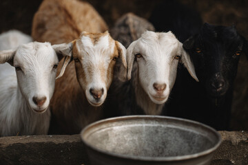Obraz premium a group of goats standing next to a metal bowl