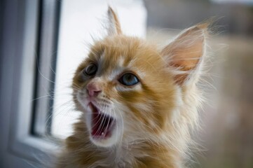 close up portrait of a cat