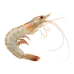 shrimp isolated PNG or Transparency Background	