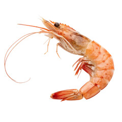 shrimp isolated PNG or Transparency Background	